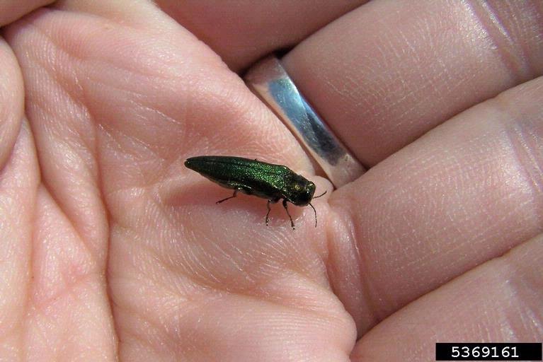 PHOTO: hand holding an adult emerald ash borer (for scale)