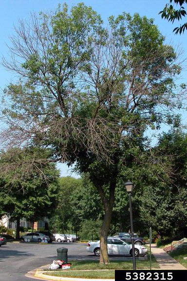 PHOTO: Tree canopy dieback caused by emerald ash borer.