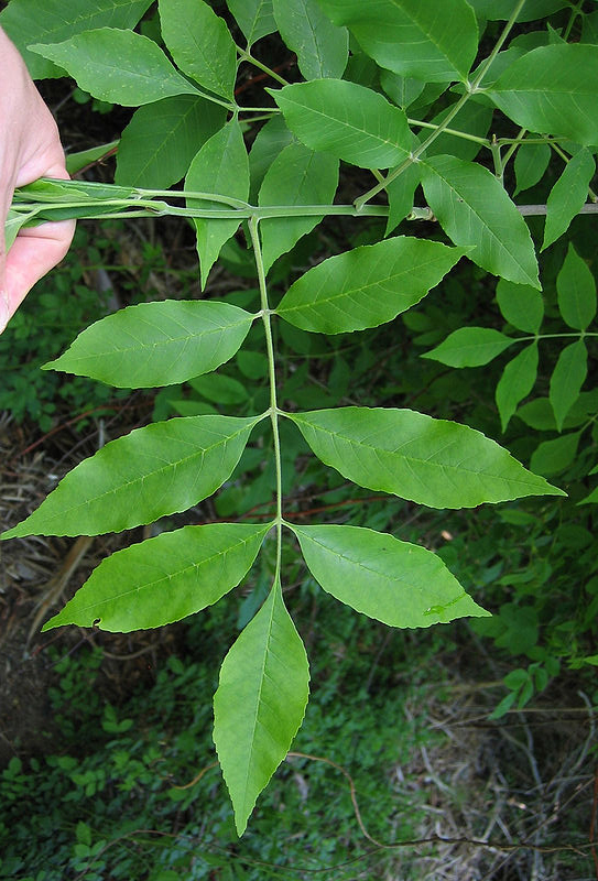 PHOTO: Fraxinus pennsylvanicus leaf (ash tree specimen)