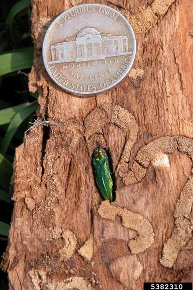 PHOTO: larval tunneling left by emerald ash borer.