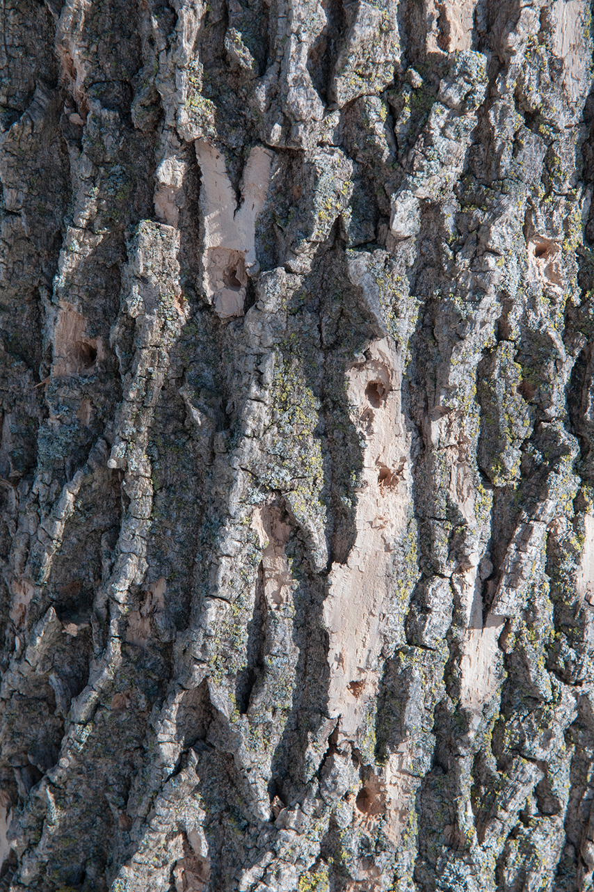 PHOTO: woodpecker damage from eab