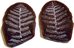 PHOTO: plant fossils