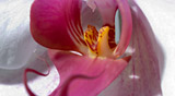 PHOTO: Orchid Show