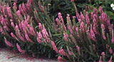PHOTO:Veronica