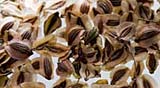 Seed Swap and Lecture
