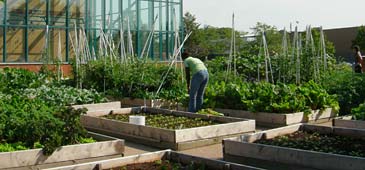 agriculture urban garden chicago botanic youth farm