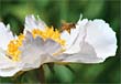 Bee Joyous notecard