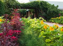 Fruit & Vegetable Garden