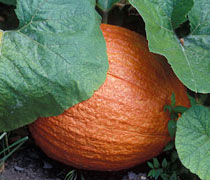PHOTO: fruit and vegetable garden