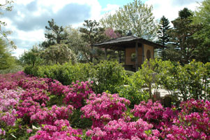 PHOTO: japanese garden