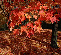 PHOTO: mcdonald woods