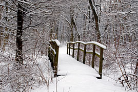 PHOTO: mcdonald woods