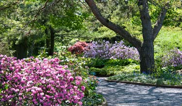 Landscape Garden