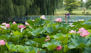 Water Gardens