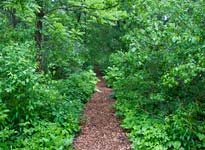 McDonald Woods