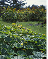 PHOTO: North Chicago Green Youth Farm