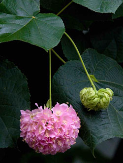 Pink Ball Flowers