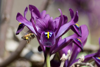 iris histrioides