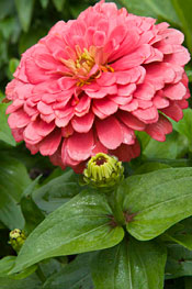 Coral Zinnia