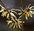 PHOTO: Vernal witch hazel