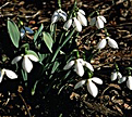 PHOTO: Snowdrops