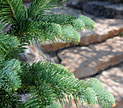 PHOTO: Evergreens