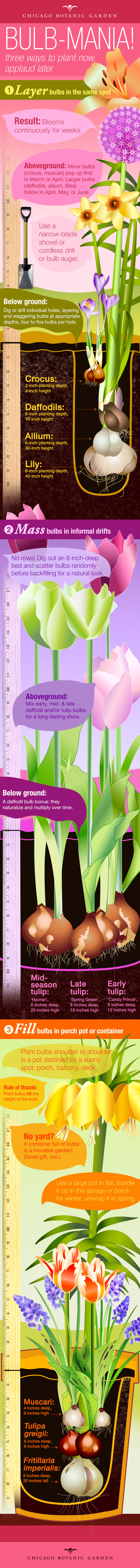 An Infographic on Planting Bulbs