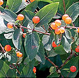 PHOTO: bush honeysuckle
