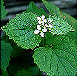 PHOTO: garlic mustard