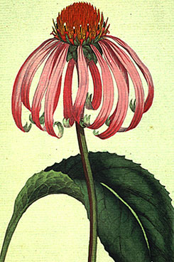 Botanical Illustration