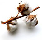 PHOTO: cotton bolls