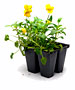 PHOTO: potted pansies