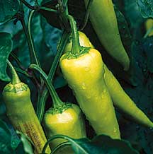 PHOTO: hot peppers