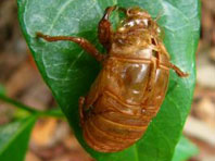 PHOTO: cicada exoskeleton