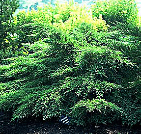 PHOTO: chinese juniper