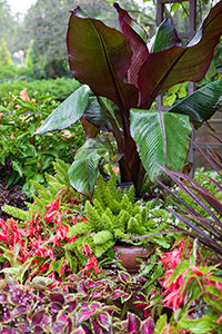 PHOTO: Musa, Begonia, and foxtail ferns.