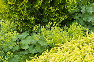 PHOTO: Varying colors and textures keep the Dwarf Conifer Garden landscape interesting.