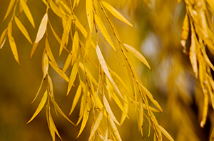 PHOTO: Willow in fall color.
