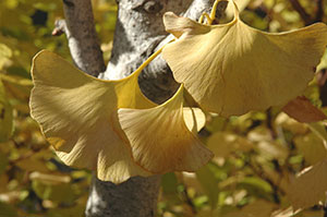 PHOTO: Ginkgo in fall color.