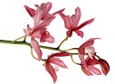 PHOTO: blossom