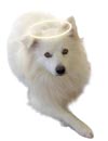 PHOTO: angel dog