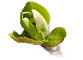 Read about Plant Science intiatives.