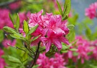PHOTO: flowering shrub