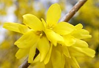 early spring flowers