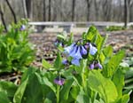 PHOTO: bluebells