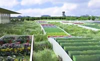 PHOTO: green roof evaluation beds