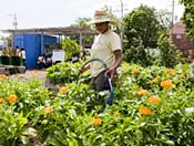 PHOTO: green youth farm