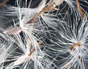 PHOTO: seeds under microscope