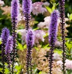 PHOTO: Prairie Plants
