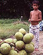 boy with breadfruit